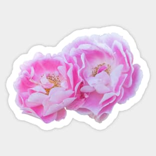 Pink and White Bicolor Roses Sticker